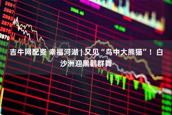 吉牛网配资 幸福河湖 | 又见“鸟中大熊猫”！白沙洲迎黑鹳群舞